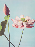 Lotus Flowers - Ogawa Kazumasa